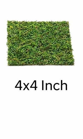 Dried Moss Carpeting for Jumping Spiders & Reptiles (more sizes,better quality)