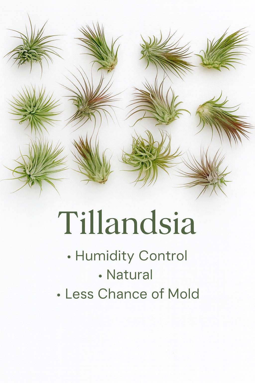 Santa Planter | Perfect for Air plants or Succulents