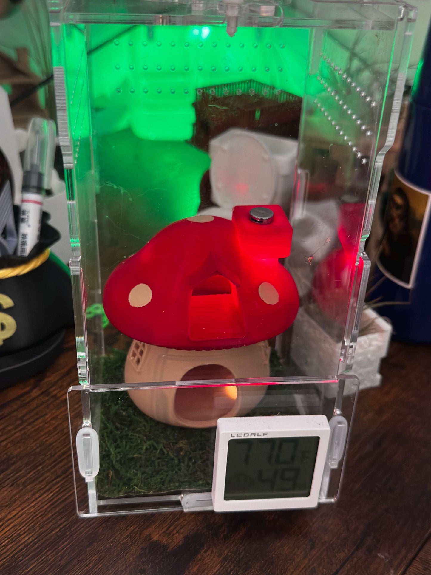 Mushroom House | Jumping Spider Home
