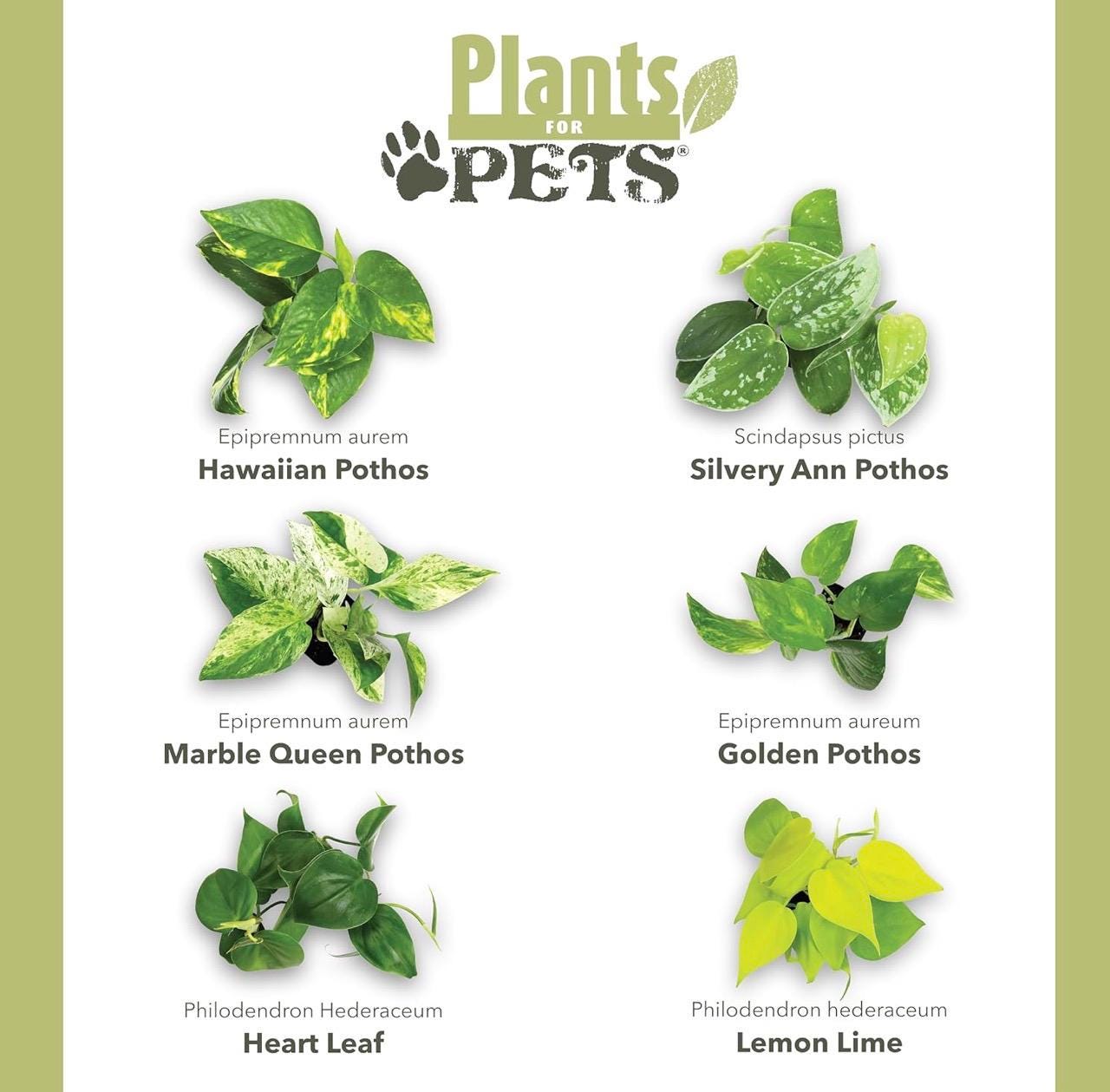 Medusa Planter | sized for REPTILES | Magnetic | Plant Add-ons