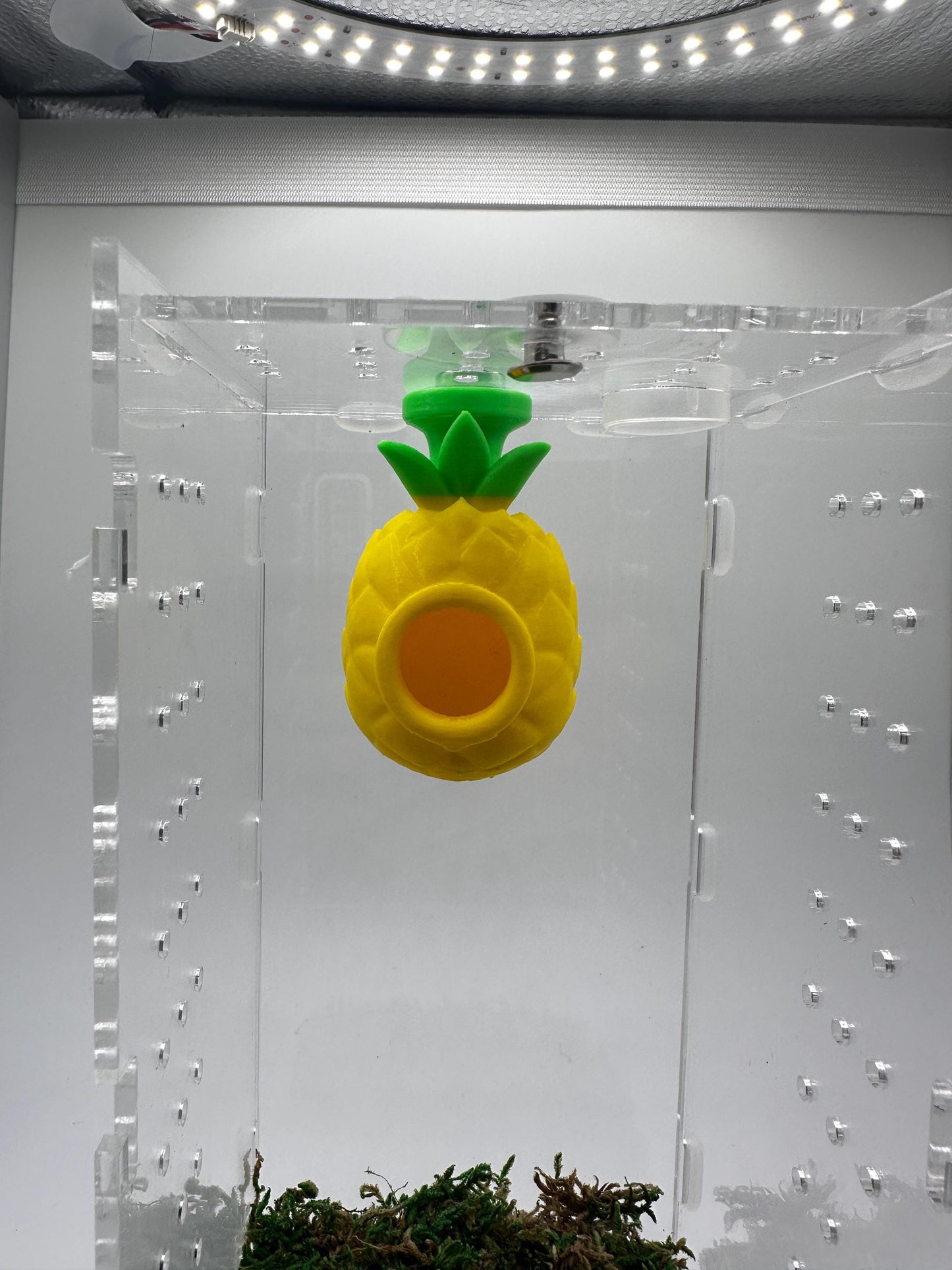 Food Themed Jumping Spider Pods – Magnetic Ceiling-Mounted Hides