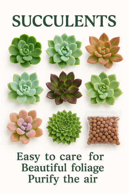 Money Bag Planter – Perfect for Succulents or Air Plants | Unique Home Decor | Gift for Plant Lovers