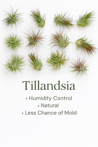 Santa Planter | Perfect for Air plants or Succulents