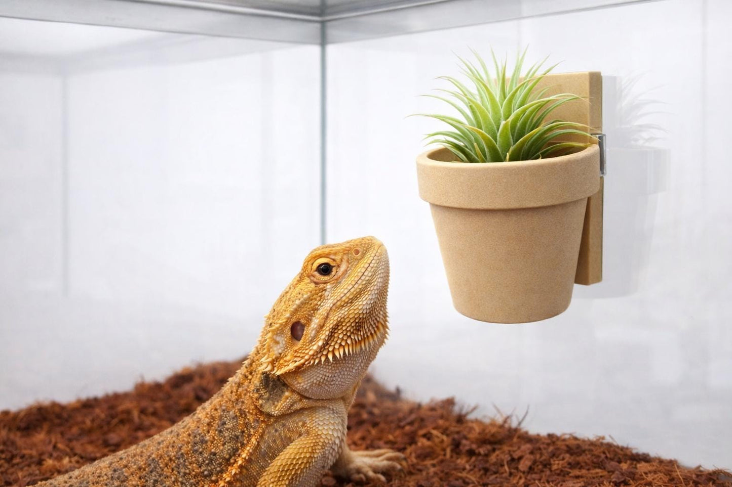 Classic Wall Planter | Magnetic | sized for REPTILES | Plant Add-ons