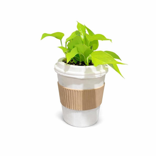 To-go Coffee Cup Planter