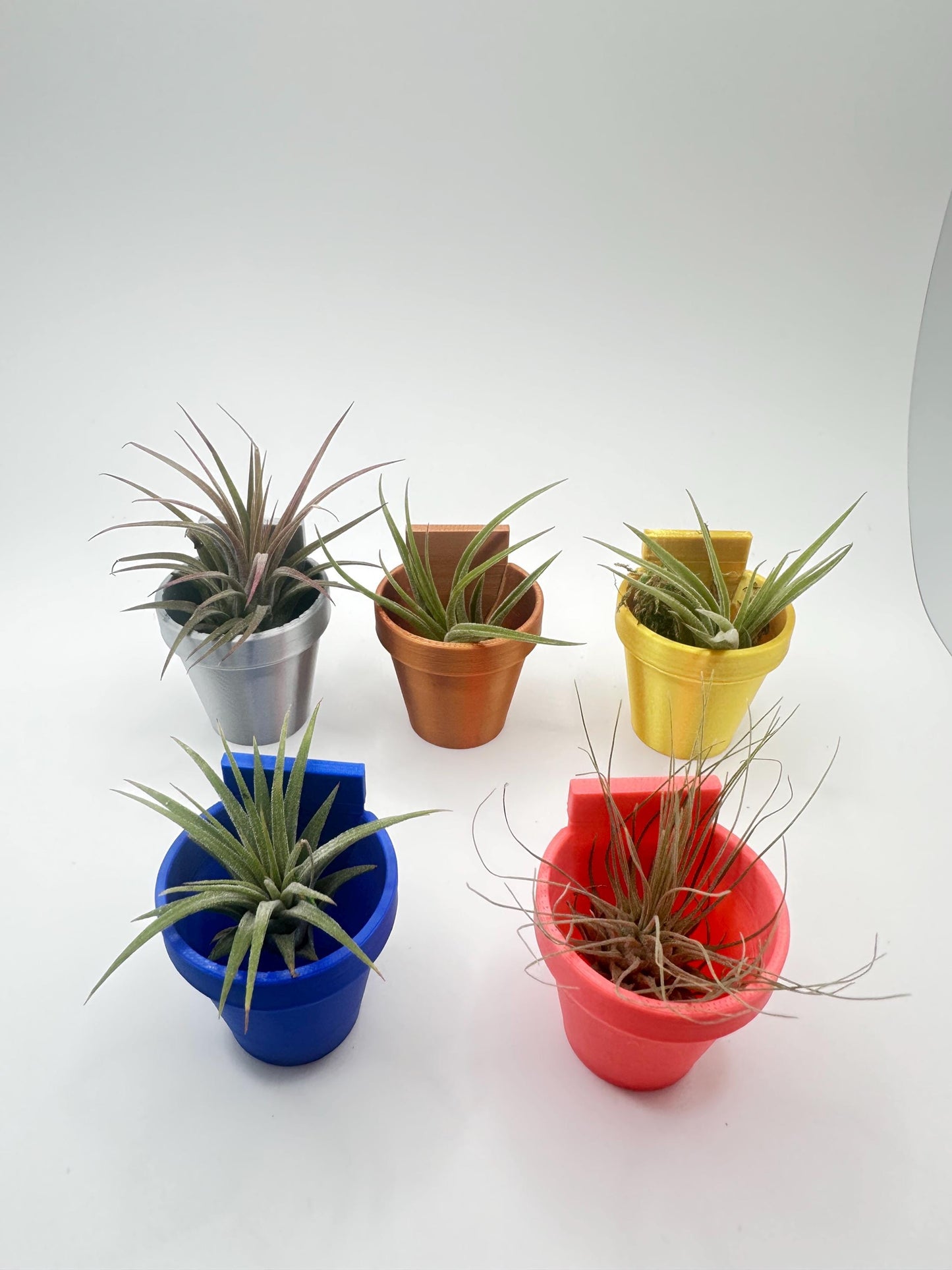 Classic Wall Planter | Magnetic | Jumping Spiders | Enclosure Accessories