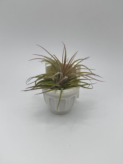 Greco-Roman Magnetic Wall Planter | Pet decor | Terrariums | Jumping Spider