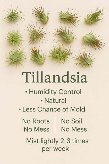 Medusa Planter | sized for REPTILES | Magnetic | Plant Add-ons