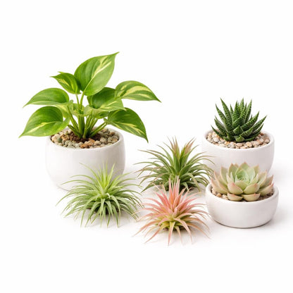 Live Air Plants, Succulents,  Pothos – Perfect for Terrariums & Enclosures