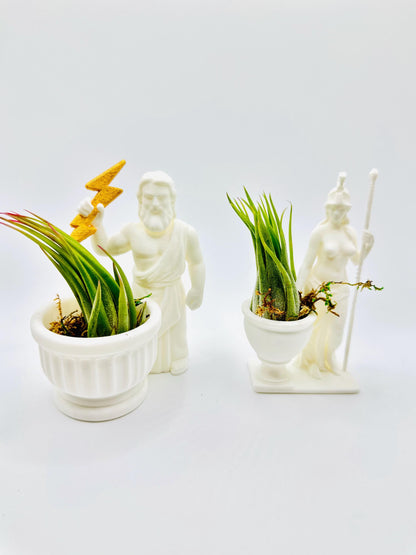 Ancient Greece Full Bundle Pack | Jumping Spiders | Spydeeverse