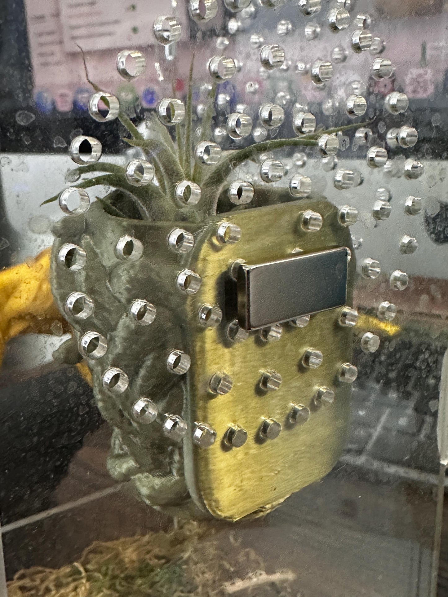 Magnetic Medusa Wall Planter | Enclosure Decor | Jumping Spiders