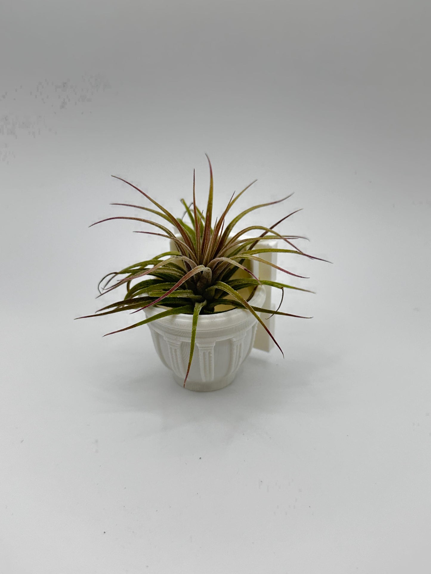 Greco-Roman Magnetic Wall Planter | Pet decor | Terrariums | Jumping Spider