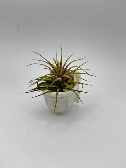 Greco-Roman Magnetic Wall Planter | Pet decor | Terrariums | Jumping Spider