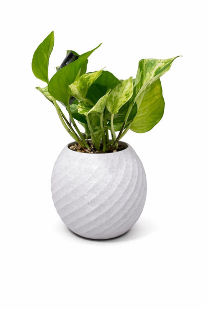 Modern Spiral Finish Planter – With Plant Add-ons - 3D Printed