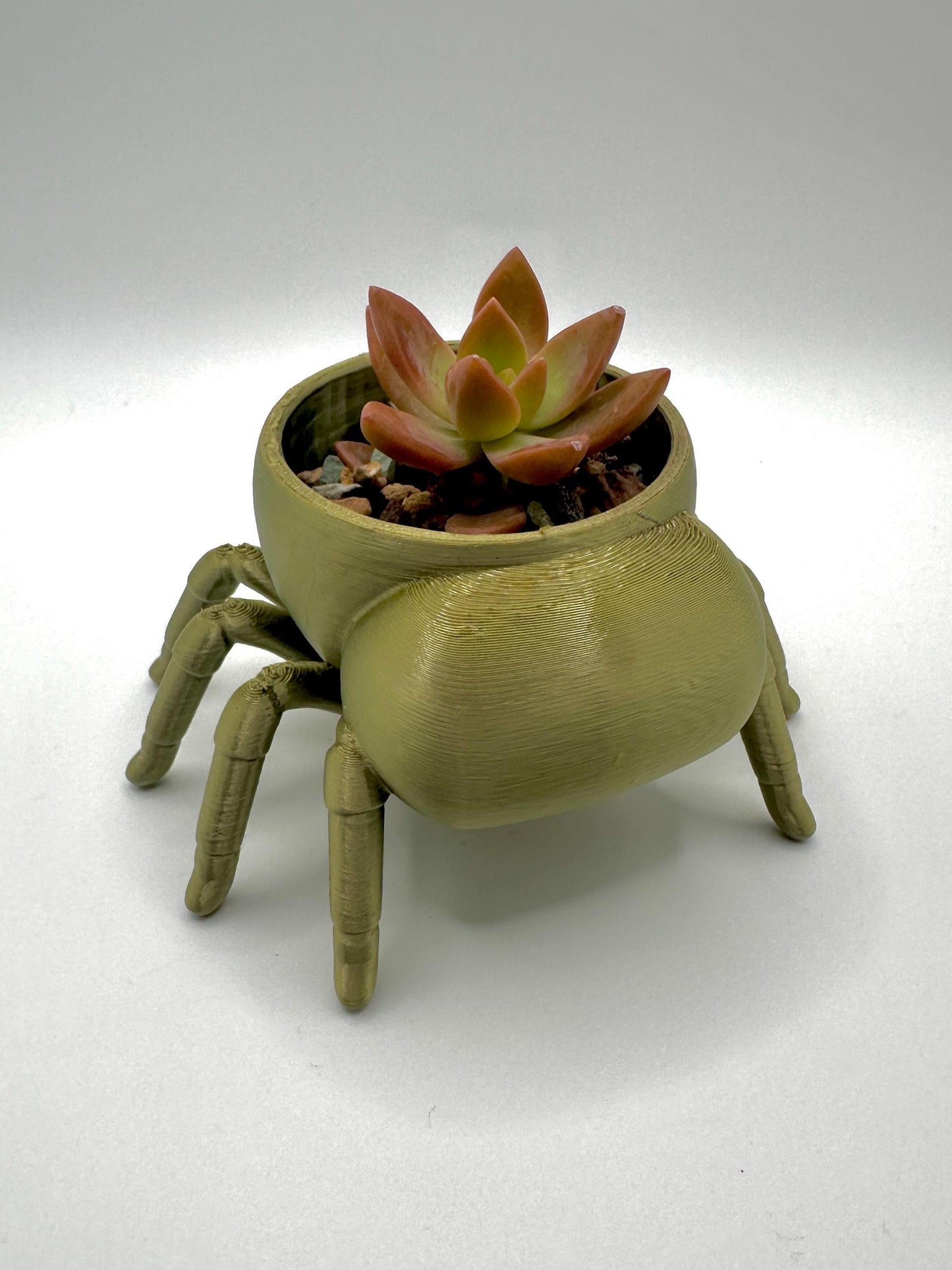 Jumping Spider Planter